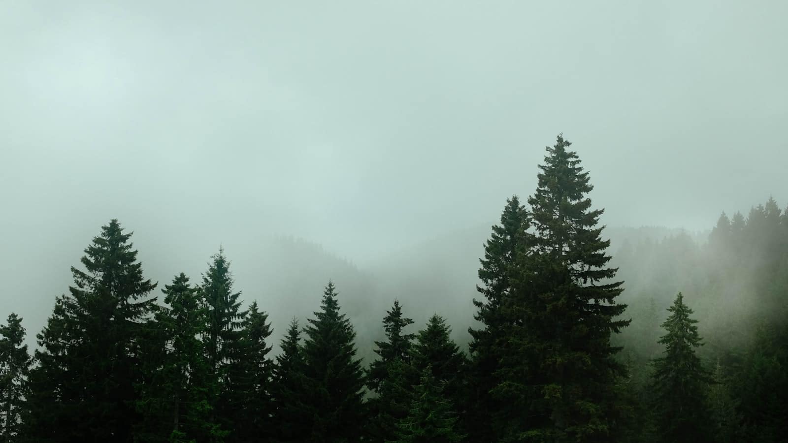 Soft morning light filtering through a misty pine forest