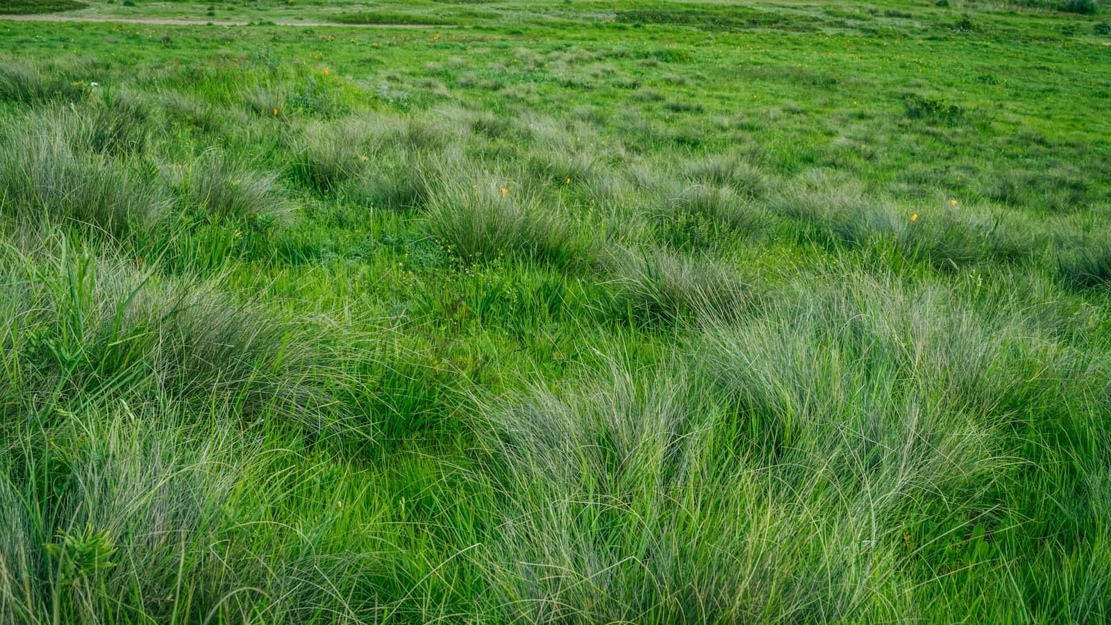 A meadow of tall green grass bending in the wind