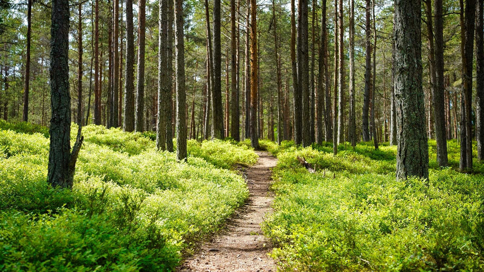 A narrow path winding through a sunlit green forest