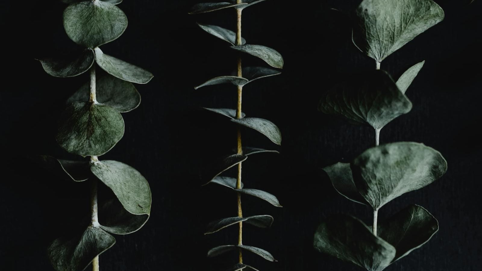 Three eucalyptus stems against a dark ground, the leaves set differently along each one